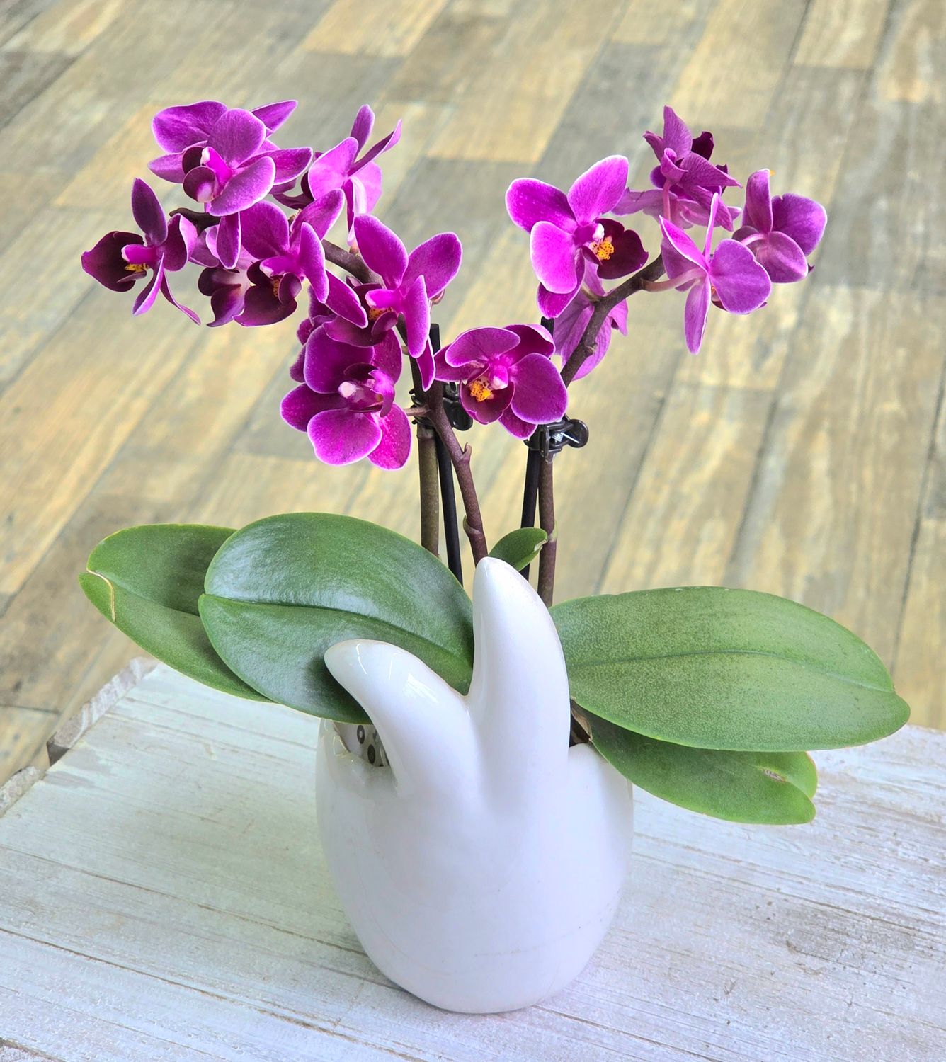 Mini Orchid In Bunny Pot