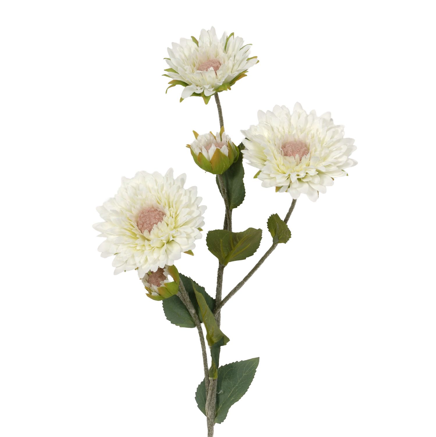 White Sunflower Stem