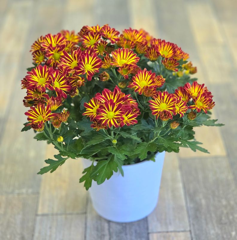 Potted Mum