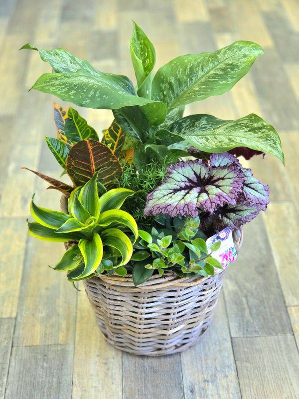 10" Wicker Basket Dish Garden