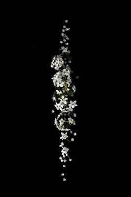 Aromatherapy Class - May 28th 2022, 10am-1pm Aromatherapy Class - May 28th 2022, 10am-1pm