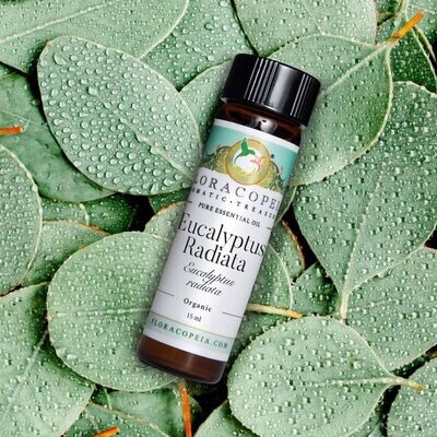 Eucalyptus Essential Oil Eucalyptus Essential Oil