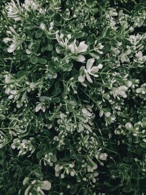 Flower Essence Prep (no consultation) Flower Essence Prep (no consultation)