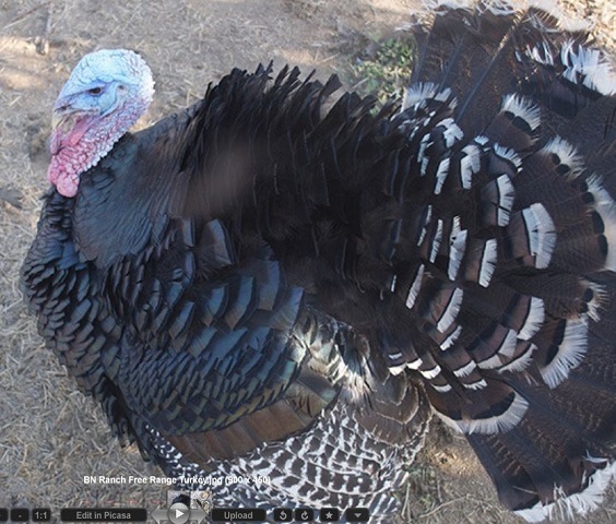 FRESH FROZEN Extra Large BN Ranch WHOLE BROAD BREASTED TURKEY 22 - 26 lbs - $5.69 lb.