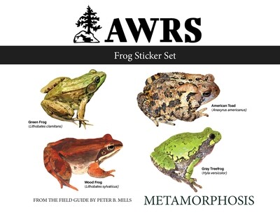 Metamorphosis Sticker Sets: Frogs