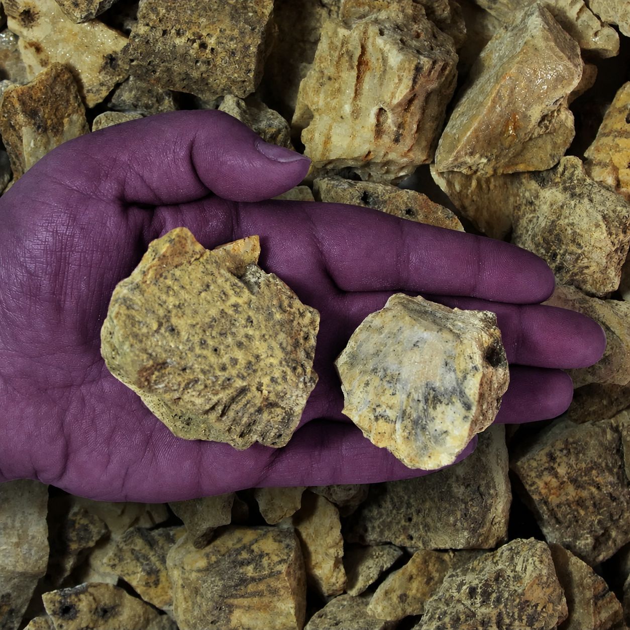 Rough Fossil Coral – Indonesia