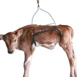 Calf Weighing Cradle