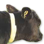 Calf Neck Bands 10 Pack