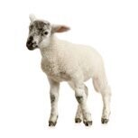 Sheep/Lambs
