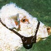 Chin-Ball Mating Harness