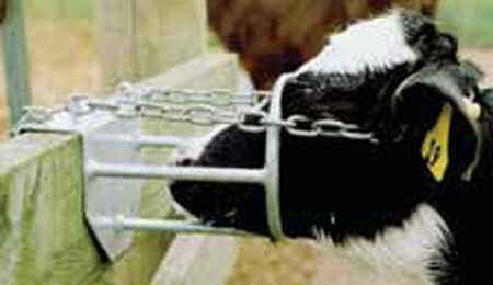 Calf Debudding Restraint