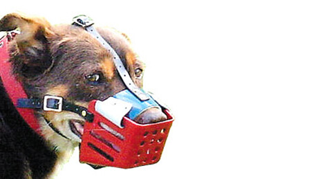 Stockman Sheep Dog Muzzle