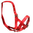 Halter Alpaca
