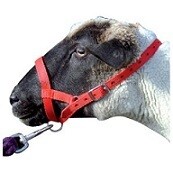 Webbing Sheep Halter