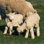 Lamb Covers Woolover