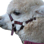 Martins Alpaca Halter & Lead