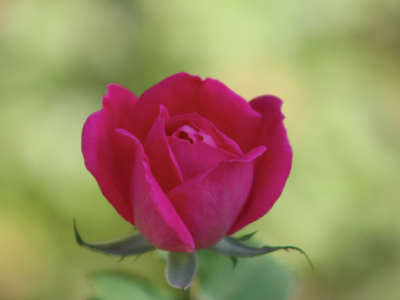 A Rose is a Rose