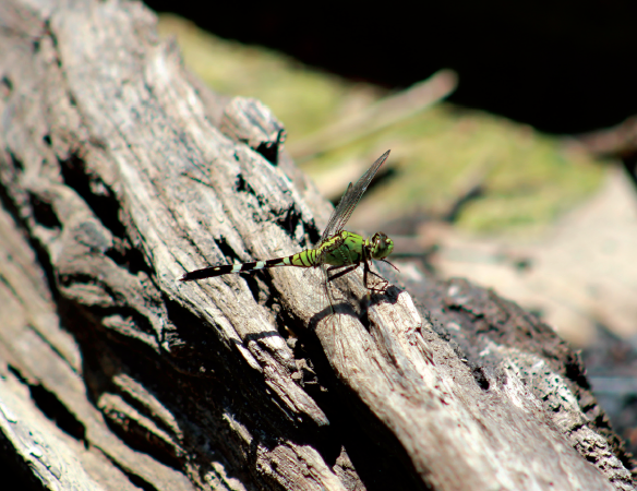 Driftwood Dragonfly