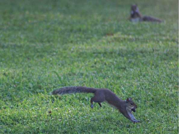 Squirrel on the Run!