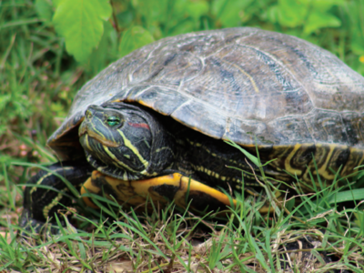 Trail Blazer Turtle