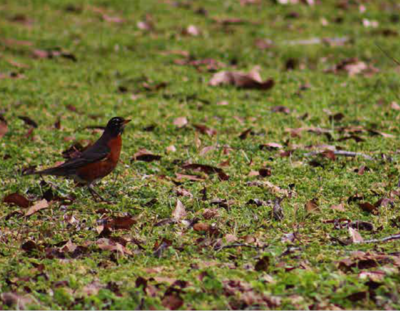 Lawn Robin