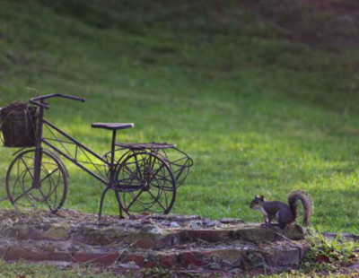 To ride or not?