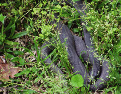​Black Water Snake