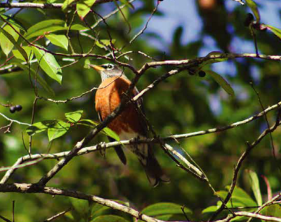 Tree Robin