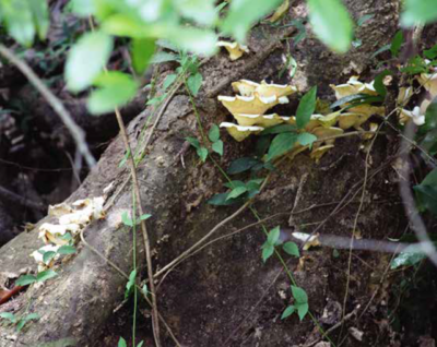 Oyster Mushroom