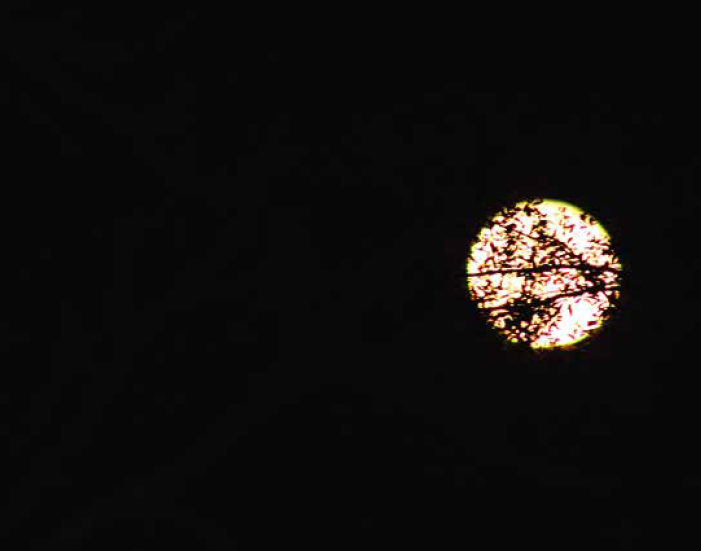 Louisiana Moonlight