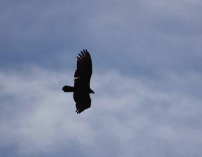 Fly Like An Eagle