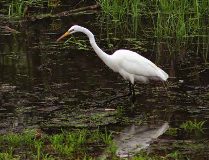 Large Heron