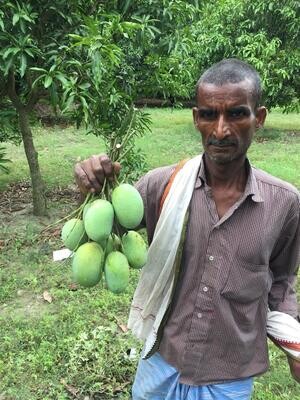 Mangoes