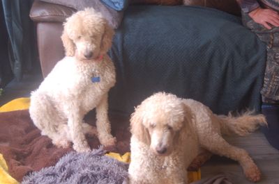 Pet Crystals Vibrated with Reiki Energy