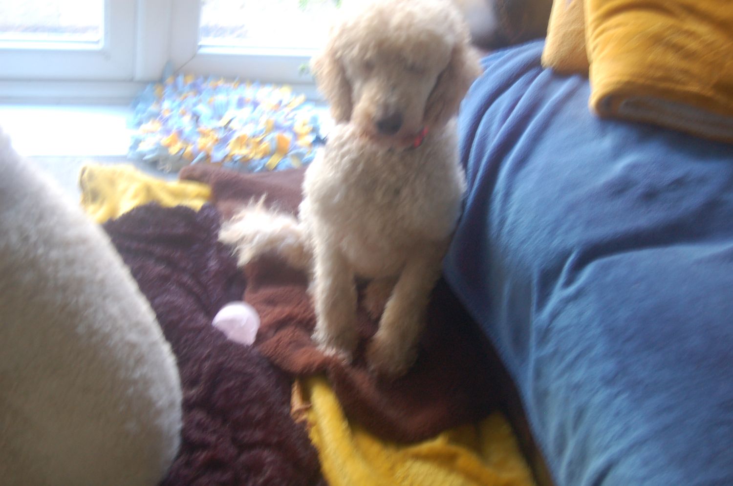 Large Rose Quartz Pet Crystal Unconditional Love