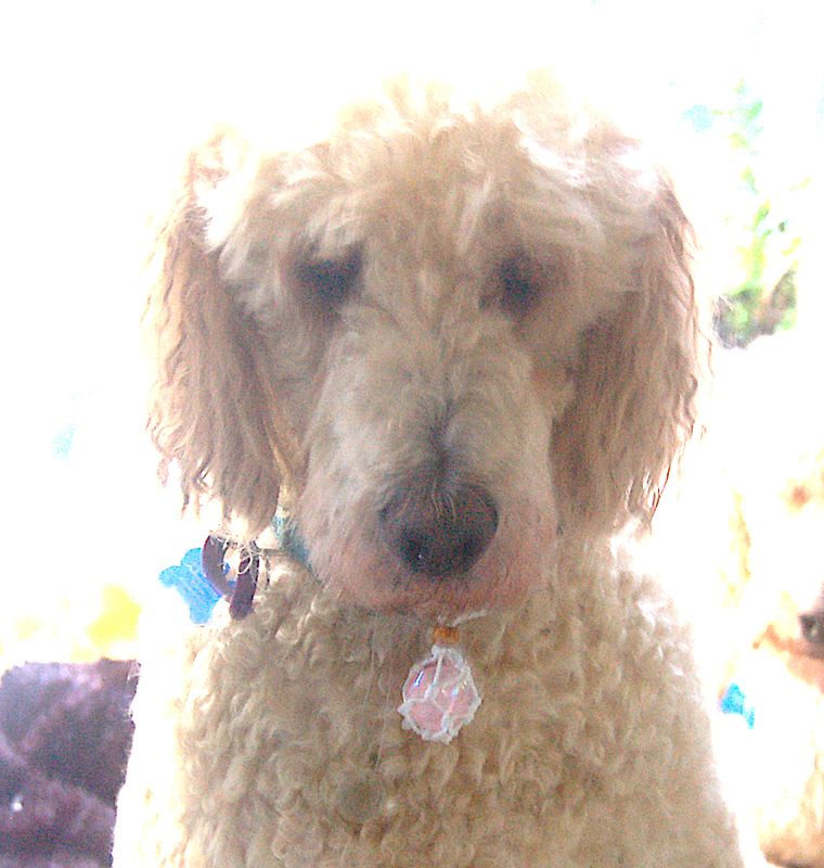 Large Rose Quartz Aura Pebble Crystal Cotton Wrapped Pendant  - Emotional Healing - Pet - Dog Crystal