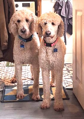 Pet Crystals Vibrated with Reiki Energy