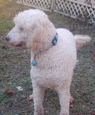 Large Aqua Aura Pebble Crystal Cotton Wrapped Pendant to Stimulate your Pets Immune System