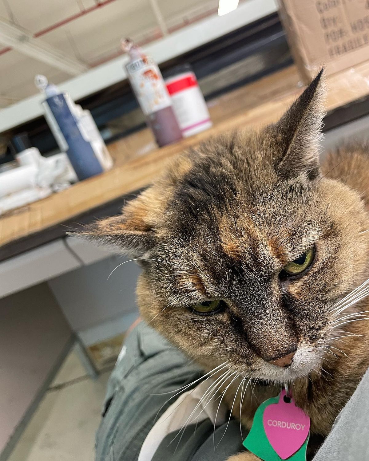Friends of Studio Cat Corduroy