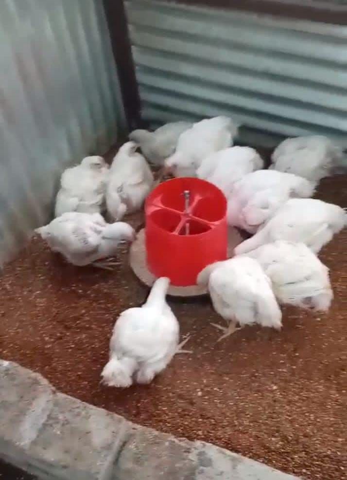 Live Ross 308 Broiler Chickens