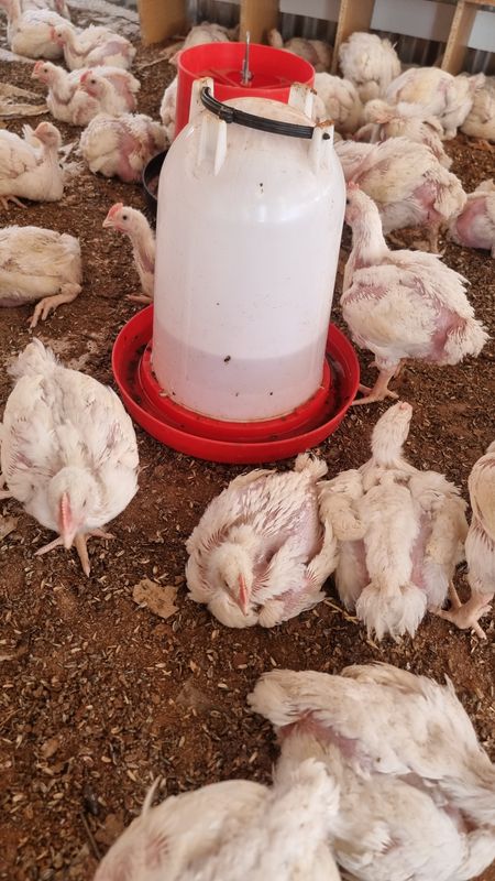 Ross 308 Broiler Chickens