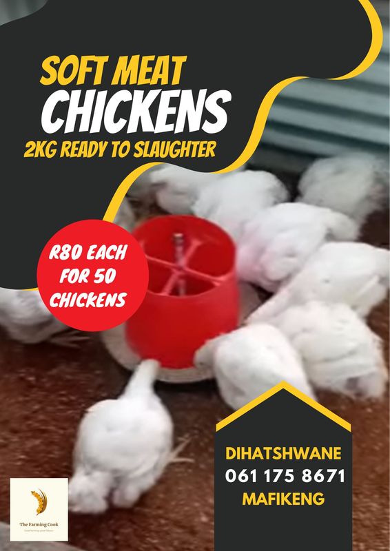 Ross 308 Soft Meat Chickens (Live – Ready for Slaughter)