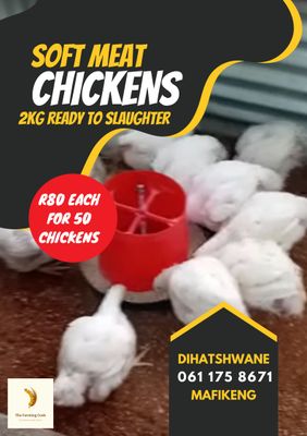 Ross 308 Soft Meat Chickens (Live – Ready for Slaughter)