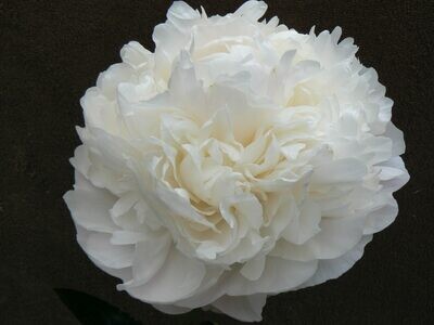 Moon Over Barrington