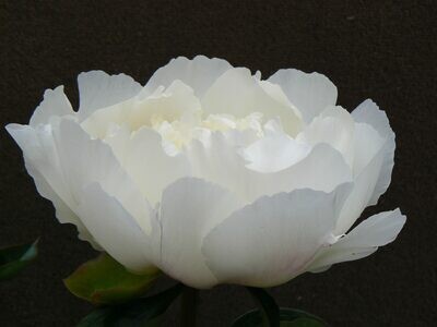 Bridal Grace