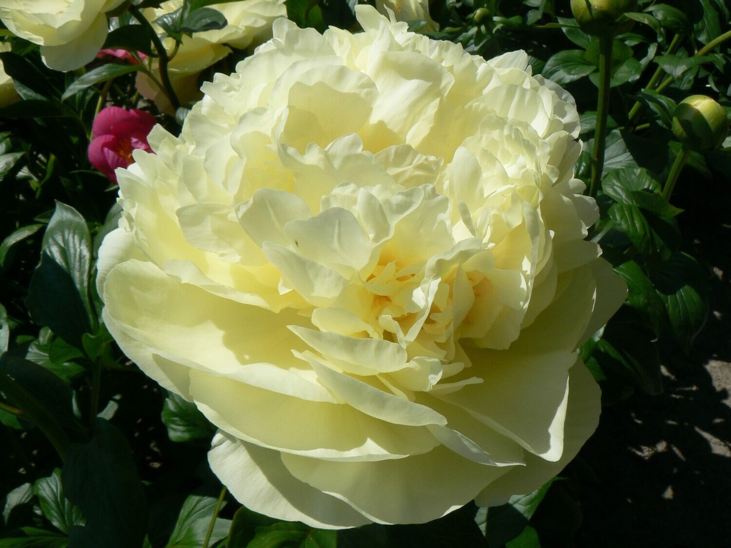 Lemon Chiffon