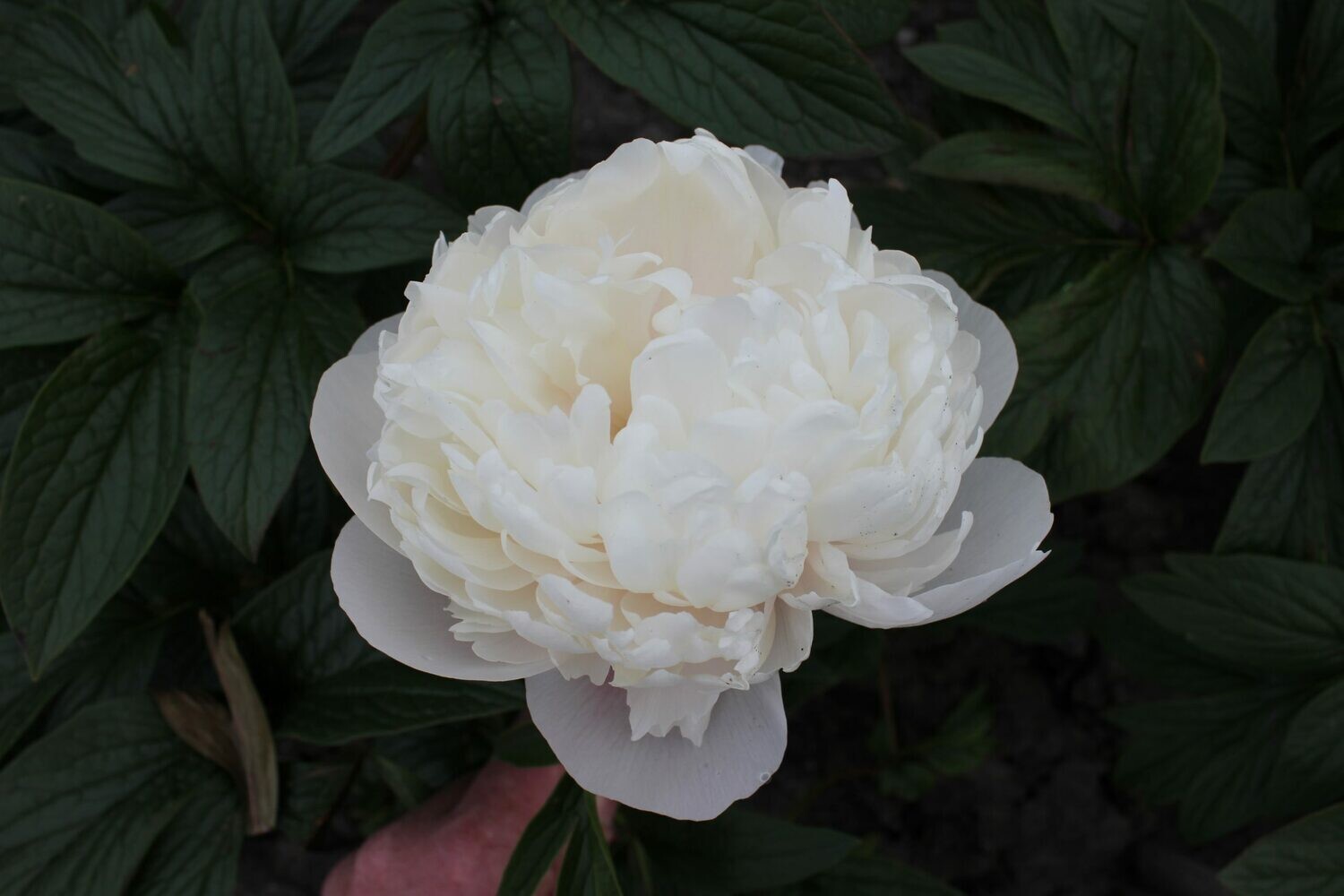 Colonel Owens Cousins