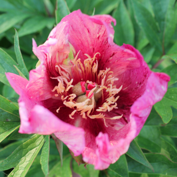 Anderson Kaleidoscope