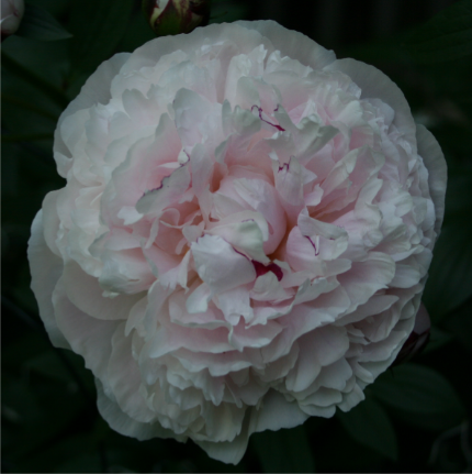 Koningin Wilhelmina