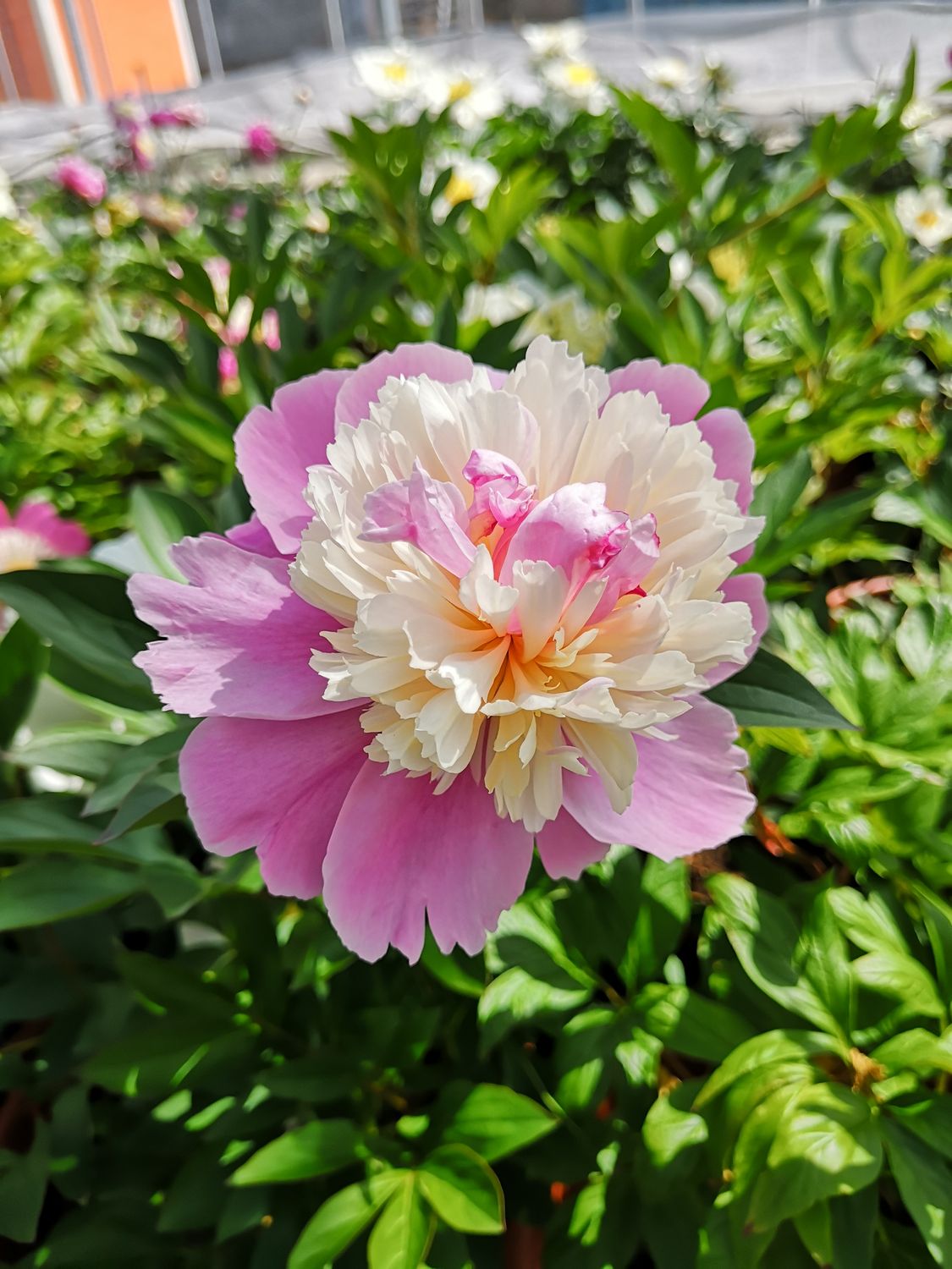 Sorbet